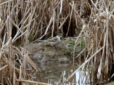 Pallas's Reed Bunting - male_1049.jpg