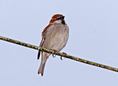 Russet Sparrow - male_0360.jpg