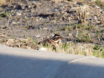 Rustic Bunting - male_3607.jpg