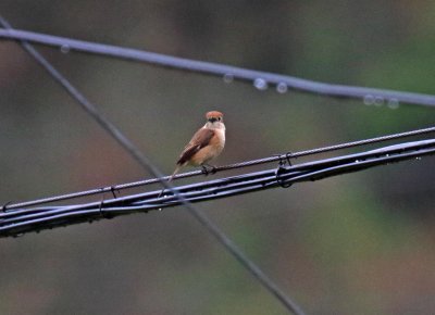 Bull-headed Shrike_0334.jpg