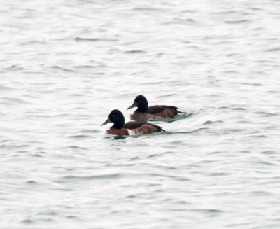 Baer's Pochard_1759.jpg