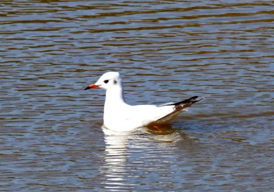 Black-headed Gull - winter_3274.jpg