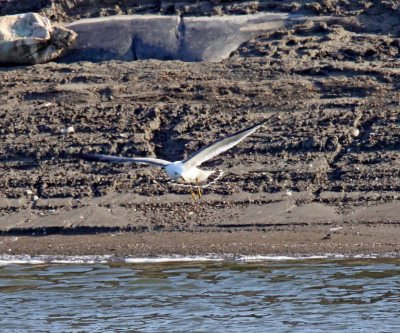 Black-tailed Gull - adult winter_3541.jpg