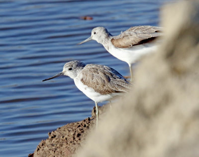 Common Greenshank_3574.jpg