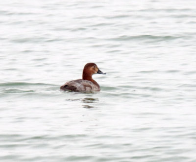 Common Pochard - female_2009.jpg