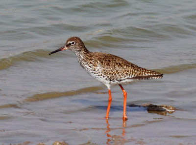 Common Redshank - breeding_4151.jpg