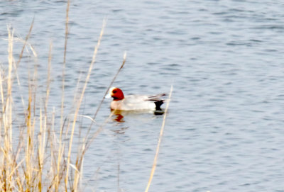 Eurasian Widgeon_4302.jpg