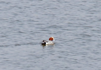 Eurasian Widgeon_4314.jpg