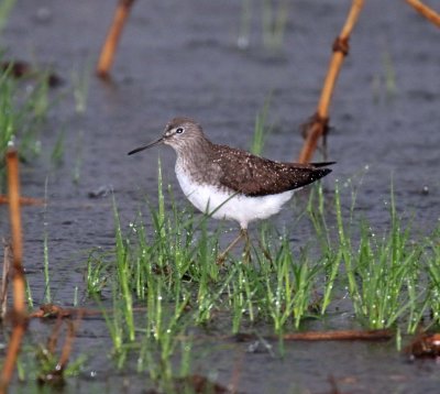 Green Sandpiper_2124.jpg