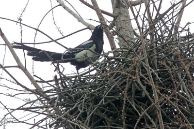 Oriental Magpie - nest_2950.jpg