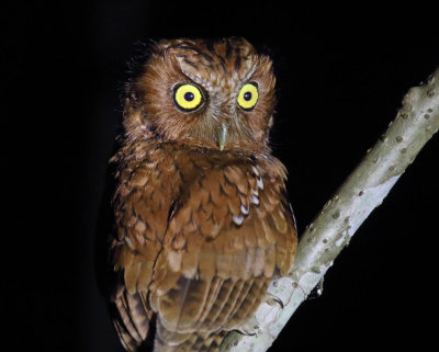 Bearded Screech-Owl_7577.jpg