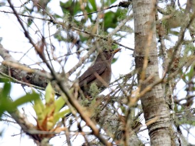 Black Thrush - female_7459.jpg
