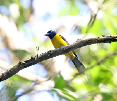 Black-throated Shrike-Tanager - male_6279.jpg