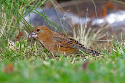 Blue Grosbeak - female_5123.jpg