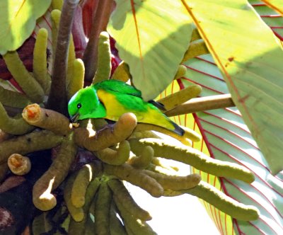 Blue-crowned Chlorophonia - male_8379.jpg