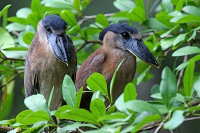 Boat-billed Heron - juvenile_6570.jpg