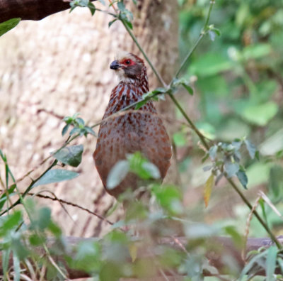 Buffy-crowned Wood-Partridge_5054.jpg