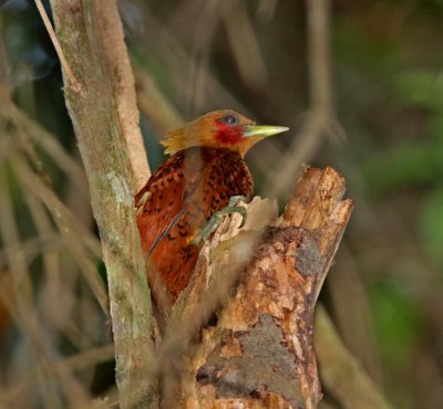 Chestnut-colored Woodpecker_6145.jpg