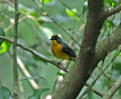 Fan-tailed Warbler_5069.jpg