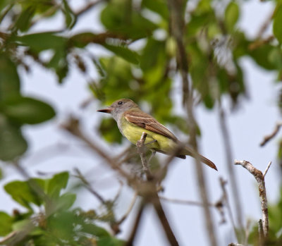 Great Crested Flycatcher_5939.jpg