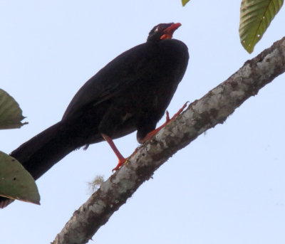 Highland Guan - male_7304.jpg