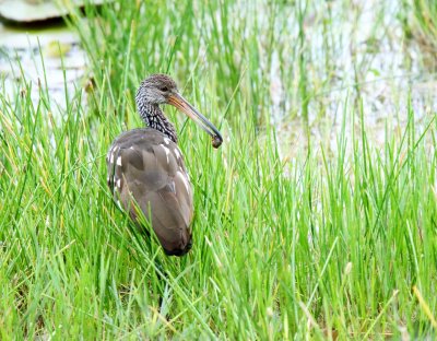 Limpkin_5183.jpg