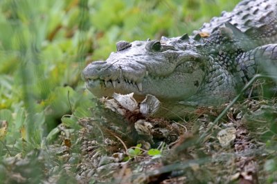 Morelet's Crocodile_6582.jpg