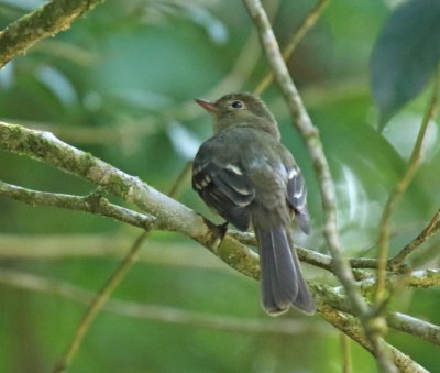 Mountain Elaenia_8014.jpg