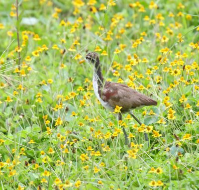 Northern Jacana - juvenile_5246.jpg
