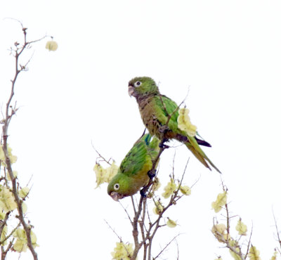 Olive-throated Parakeet_5237.jpg