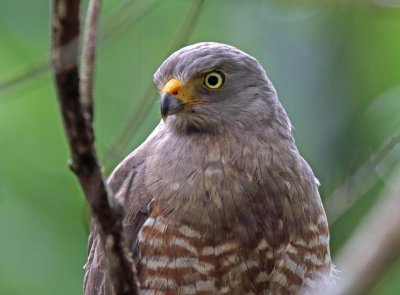Roadside Hawk_5347.jpg