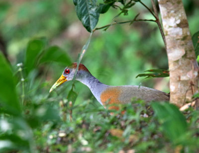 Russet-naped Wood-Rail_6487.jpg