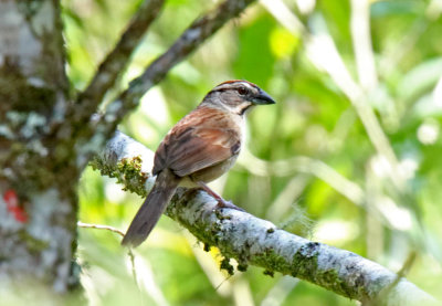 Rusty Sparrow_8040.jpg