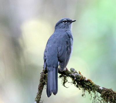 Slate-colored Solitaire_7776.jpg