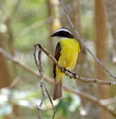 Social Flycatcher_5505.jpg