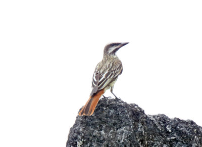 Sulphur-bellied Flycatcher_6393.jpg