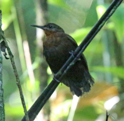 Tawny-throated Leaftosser_7894.jpg