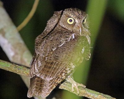 Middle American Screech-Owl_6838.jpg