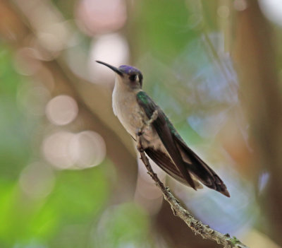 Wedge-tailed Sabrewing - male_5707.jpg