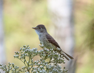 White-throated Flycatcher_8212.jpg