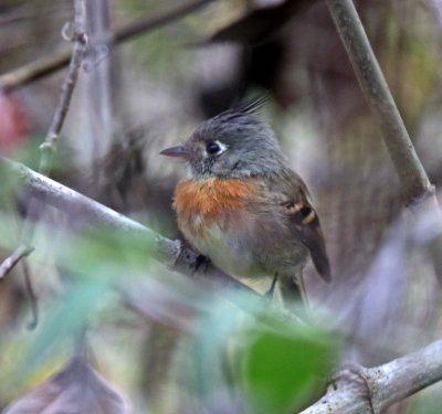 Belted_Flycatcher_7433.jpg