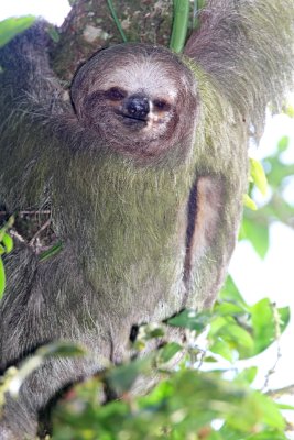 Three-toed Sloths