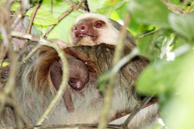 Hoffman's Two-toed Sloth with baby_8803.jpg