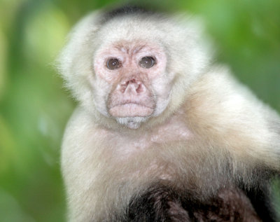 White-faced Capuchin Monkey_2488.jpg