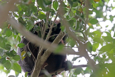 Yucatan Black Howler Monkey_5169.jpg