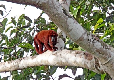 Venezuelan Red Howler Monkey_4544.jpg