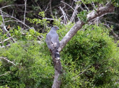 African Cuckoo-Hawk_7938.jpg