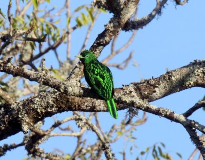 African Emerald Cuckoo - male_7105.jpg