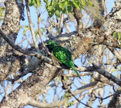 African Emerald Cuckoo - male_7160.jpg