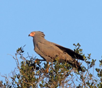 African Harrier-Hawk_2561.jpg